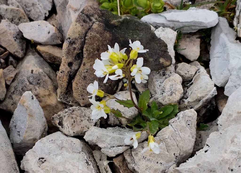 Arabis alpina